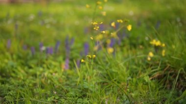 Karadağ doğası. Kır çiçekleri dağlarda. Adriati