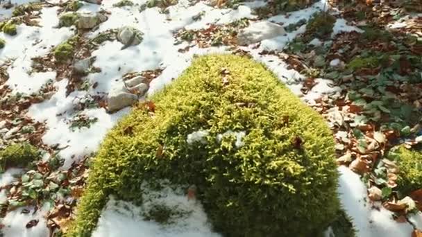 Moss en el tocón en el bosque bajo la nieve — Vídeo de stock