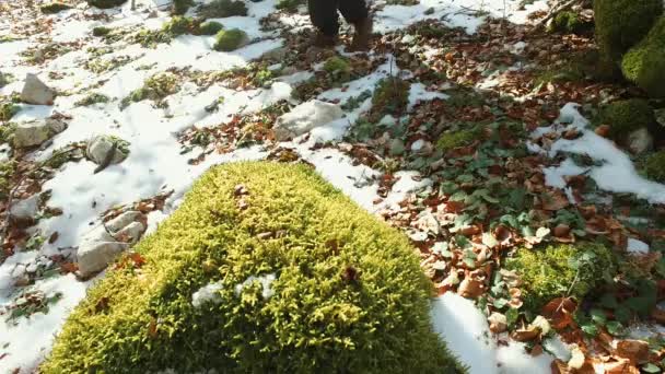 Moos auf Baumstumpf im Wald unter dem Schnee. — Stockvideo