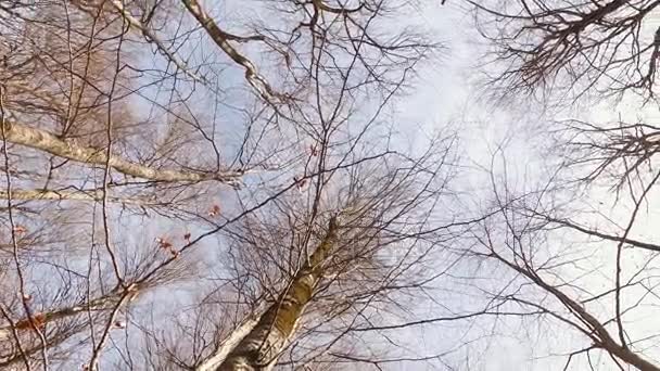 Tops de árvores de queda nuas contra o céu — Vídeo de Stock