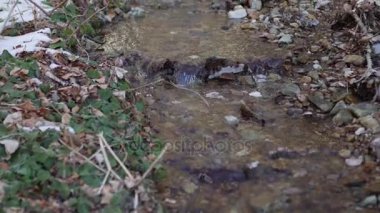 Dağlarda kar Stream. Temiz dağ ile bahar