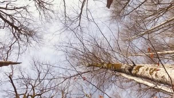 Tops de árvores de queda nuas contra o céu — Vídeo de Stock