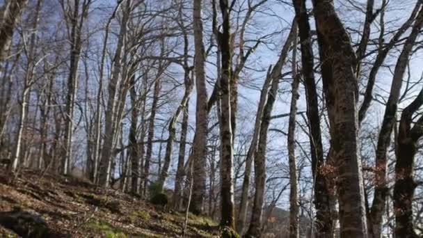Skogen i Montenegro. Textur träd i skog — Stockvideo
