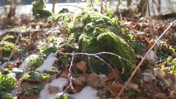 Moss en el tocón en el bosque bajo la nieve . — Vídeo de stock