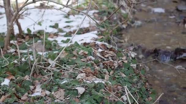 Patak a hegyekben, a hóban. A tiszta hegyi tavaszi — Stock videók