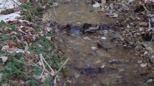 Cours d'eau dans les montagnes, dans la neige. Printemps avec montagne claire — Video