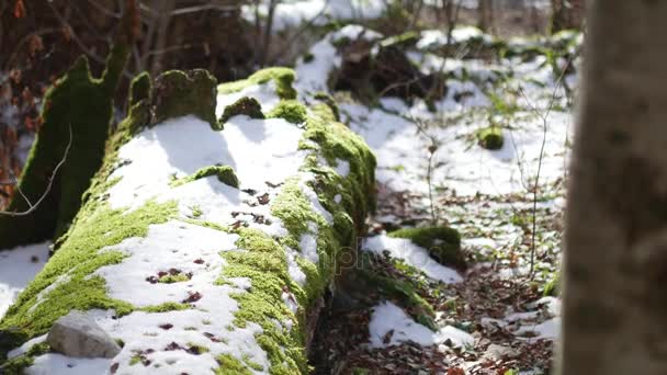 観光インストールが na で雪に覆われた森の中、テントを置く — ストック動画