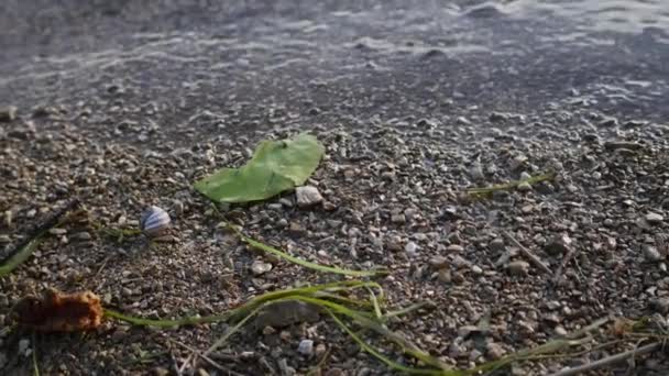 Gros plan sur la rive. Pierres, coquillages, escargots, roseaux sur la rivière — Video