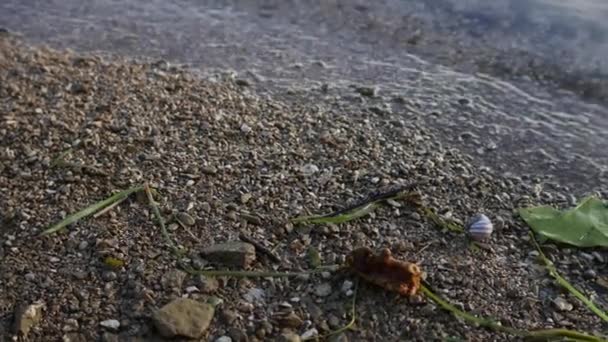 Flodstranden närbild. Stenar, snäckor, sniglar, vass på floden — Stockvideo