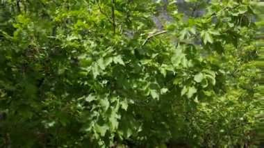 Karadağ doğası. Bitkiler, çiçekler, ağaçlar. Adriyatik