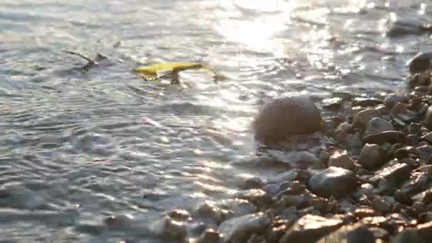 Flodstranden närbild. Stenar, snäckor, sniglar, vass på floden — Stockvideo
