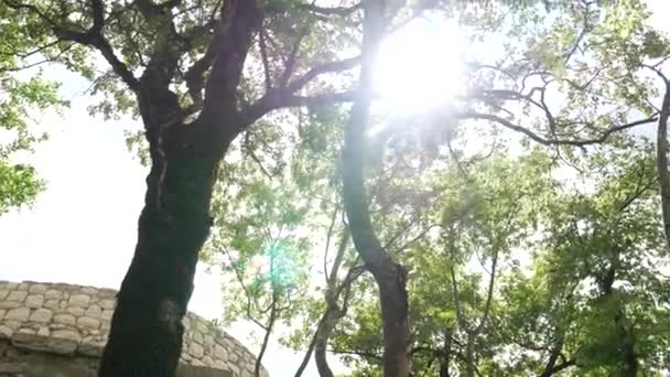Bländning av solen genom grenarna — Stockvideo