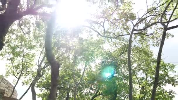 L'éblouissement du soleil à travers les branches — Video