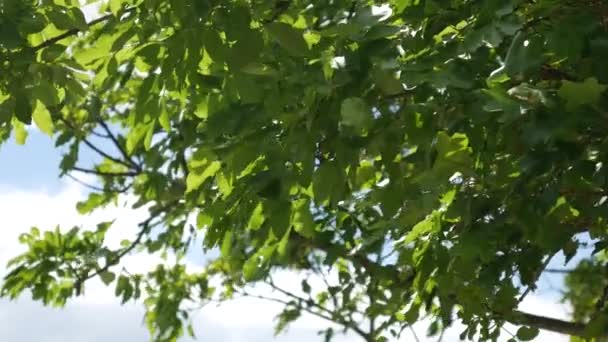 La natura del Montenegro. Piante, fiori, alberi. Adriatico — Video Stock