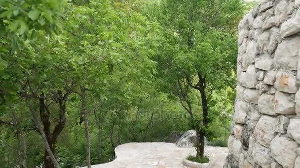 Bos in Montenegro. Textuur boom in het bos — Stockvideo