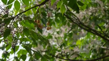 Karadağ doğası. Bitkiler, çiçekler, ağaçlar. Adriyatik
