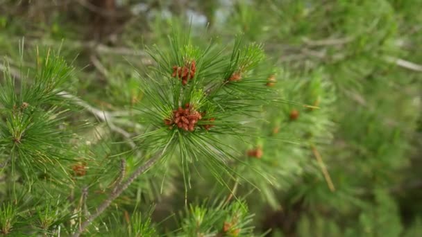 Takken van pijnbomen in Montenegro — Stockvideo