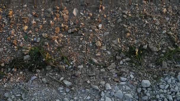 Na margem do rio de perto. Pedras, conchas, caracóis, juncos no rio — Vídeo de Stock