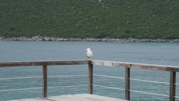 Måsen på båt förtöjning. Närbild. I Montenegro, den Adriatiska S — Stockvideo