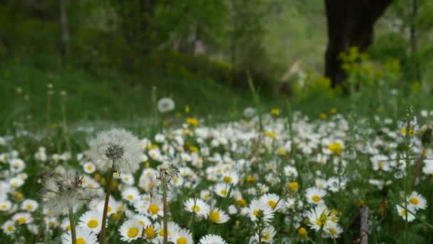Blommande blommor prästkragar på grönt gräs — Stockvideo