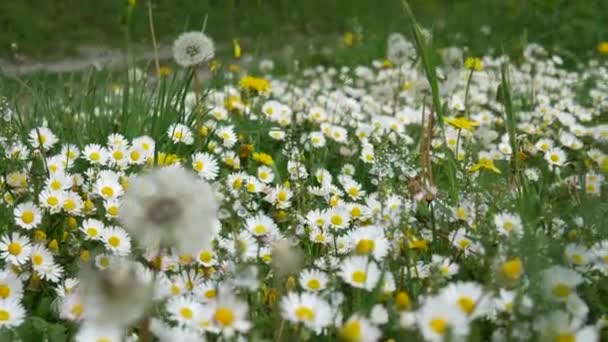 Blommande blommor prästkragar på grönt gräs — Stockvideo