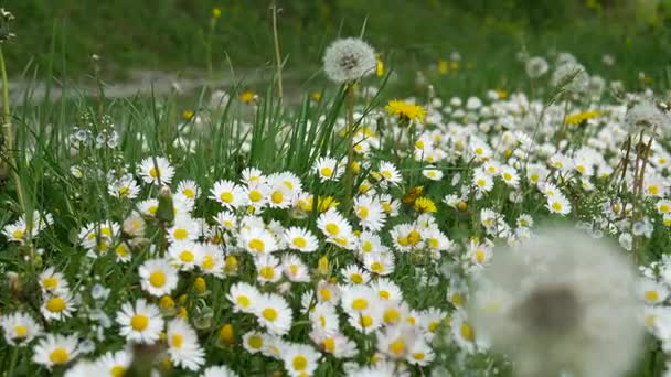 Blühende Blumen Gänseblümchen auf grünem Gras — Stockvideo