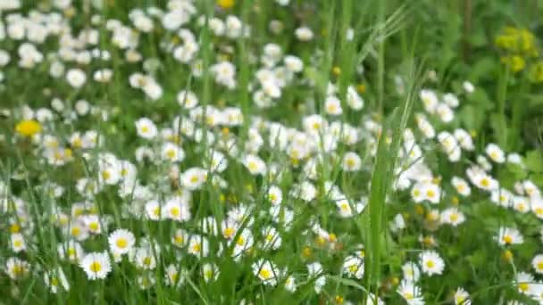Flores florescendo margaridas na grama verde — Vídeo de Stock