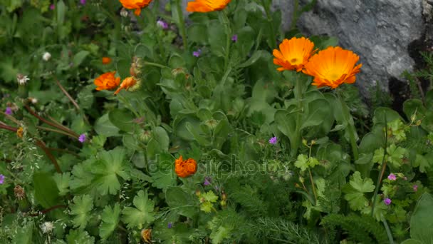 Flowers Calendula officinalis on the flowerbed near the house. F — Stock Video