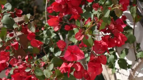 Blühende Bougainvilleen in Montenegro, auf dem Balkan, in der Werbung — Stockvideo