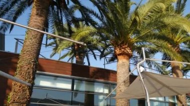 Palmiye ağacı en iyi portre deniz kıyısında arka plan üzerinde