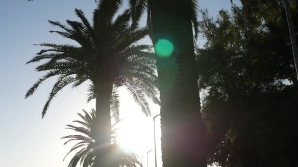 Silhueta de uma palmeira no pôr-do-sol. Pôr do sol montenegrino no mar — Vídeo de Stock