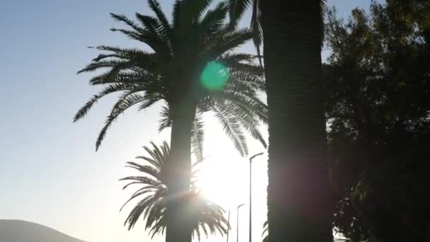 Silhouette einer Palme bei Sonnenuntergang. montenegrinische Sonnenuntergänge auf dem Meer — Stockvideo