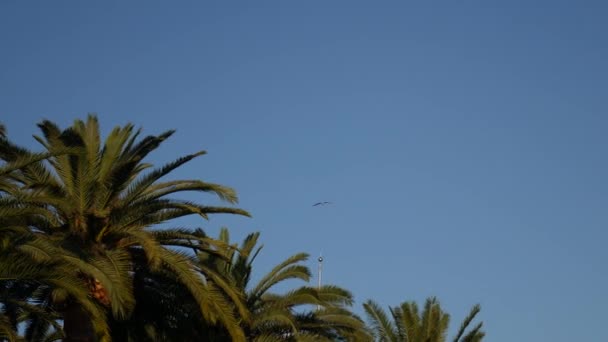 Mouette volant dans le ciel. Monténégro, Adriatique — Video