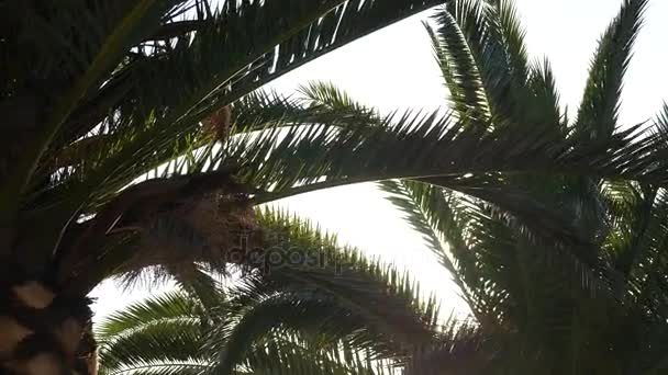 Luz del sol parpadeando a través de una rama de palmera — Vídeos de Stock