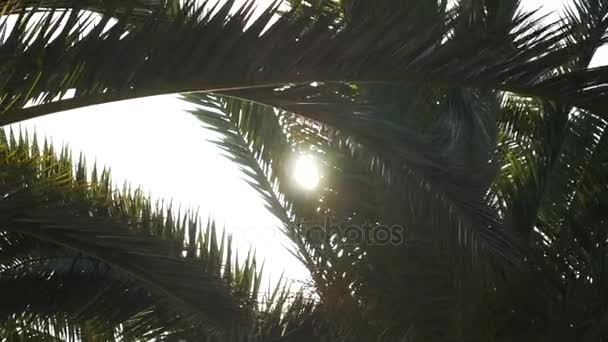 Luz del sol parpadeando a través de una rama de palmera — Vídeo de stock