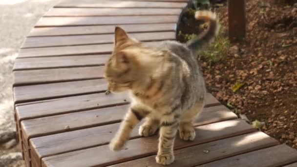 Gatos en el casco antiguo de Budva, Kotor, Dubrovnik. Croacia y Lun — Vídeos de Stock