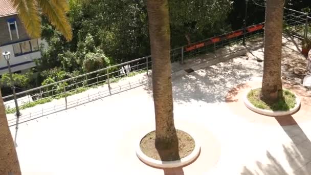 Верхнє пальмове дерево крупним планом на морському фоні — стокове відео
