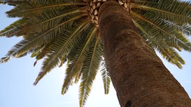 Palma árvore topo closeup no fundo da costa do mar — Vídeo de Stock
