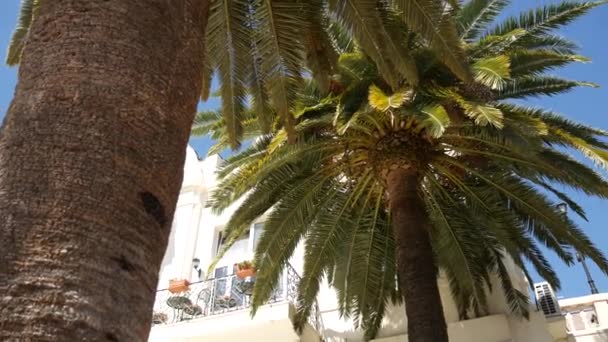 Верхушка пальмы на фоне морского побережья — стоковое видео