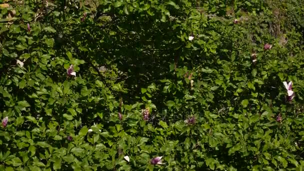 朵朵鲜花木兰 liliiflora 一棵树上。植物区系的蒙特 — 图库视频影像