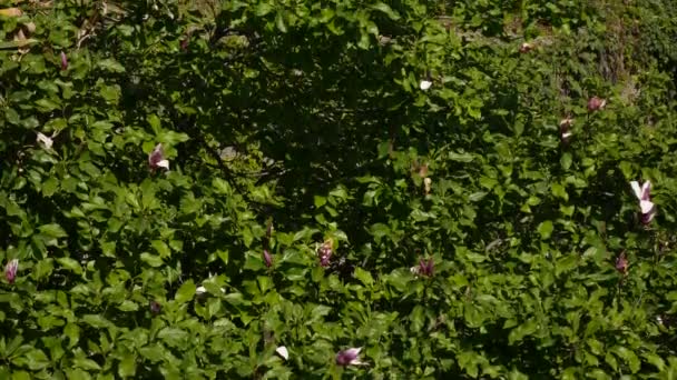 Bloeiende bloemen Magnolia liliiflora op een boom. Flora van Monte — Stockvideo