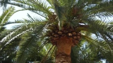 Palmiye ağacı en iyi portre deniz kıyısında arka plan üzerinde