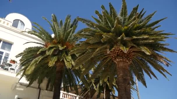 A huge white multi-storey estate in palm trees. Herceg Novi, Mon — Stock Video