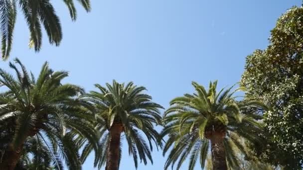 Palm tree top close-up op zee kust achtergrond — Stockvideo