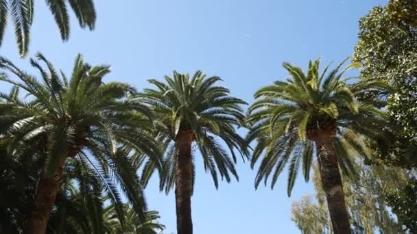 Palm tree top close-up op zee kust achtergrond — Stockvideo