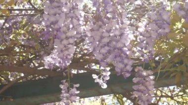 Çiçekli ağaç wisteria Karadağ, Adriyatik ve inat