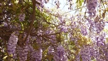 Çiçekli ağaç wisteria Karadağ, Adriyatik ve inat