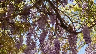 Çiçekli ağaç wisteria Karadağ, Adriyatik ve inat