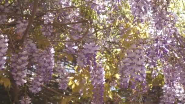 Ανθίζοντας δέντρο wisteria στο Μαυροβούνιο, στην Αδριατική και το αποφεύγουν να προβούν — Αρχείο Βίντεο