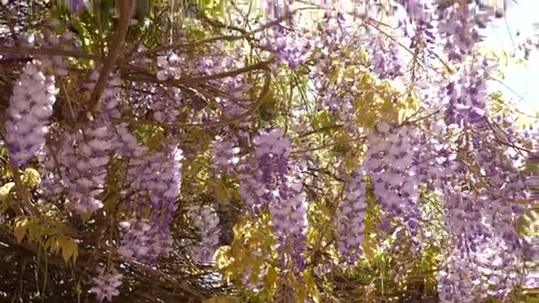 Wisteria de árboles con flores en Montenegro, el Adriático y el Balk — Vídeos de Stock